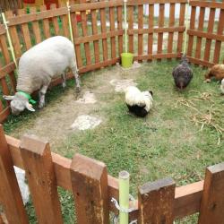La ferme Roule ma Poule (13)