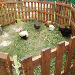 La ferme Roule ma Poule (14)