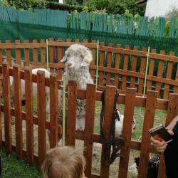 La ferme Roule ma Poule (29)