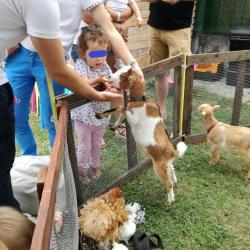 La ferme Roule ma Poule (33)
