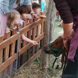 La ferme Roule ma Poule (35)